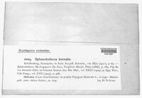 Sphacelotheca borealis image